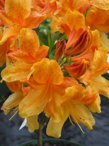 Azalea Ilam Carmen